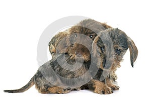 Puppies Wire haired dachshund