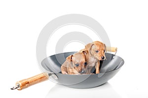 Puppies in wok