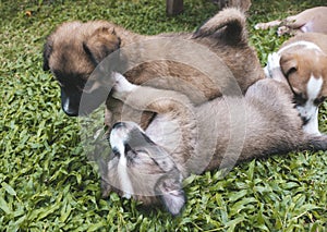 Puppies wrestle each other outdoors, with one mounted on top of the other. Play fighting behavior. One month old in age