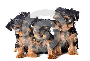 Puppies yorkshire terrier