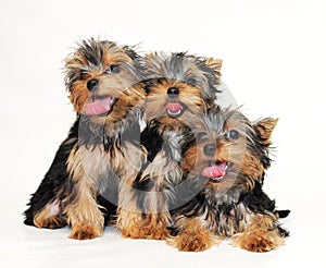 Puppies Yorkshire terrier