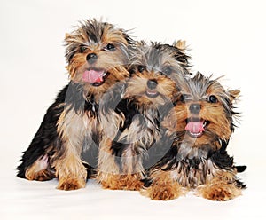 Puppies Yorkshire terrier