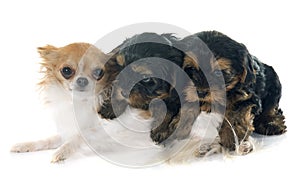 Puppies yorkshire terrier and chihuahua