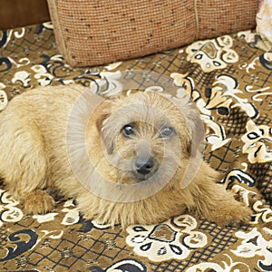 Tiny puppy lying on the sofa