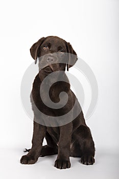 Puppy of 3 months of breed chocolate colored labrador sitting looking towards camera on white background