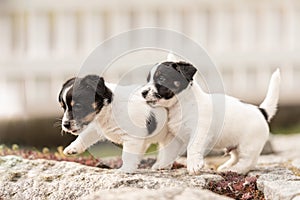 Puppy 6 weeks old playing together. Group of purebred very small Jack Russell Terrier baby dogs