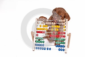 Puppy with Abacus