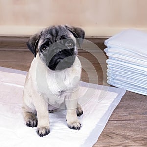 Puppy on absorbent litter