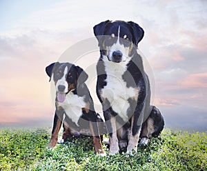 puppy and adult Appenzeller Sennenhund