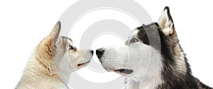 Puppy and adult malamute dogs photo