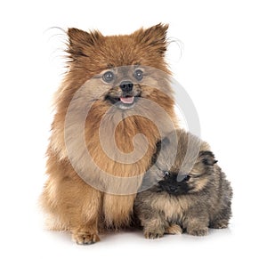 puppy and adult pomeranian