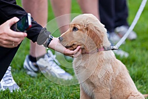 Puppy Affection