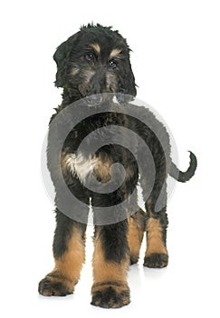 Puppy afghan hound
