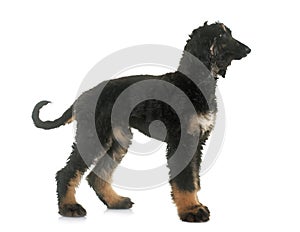 Puppy afghan hound