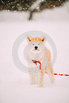 Puppy Of Akita Dog Or Akita Inu, Japanese Akita Standing In Snow