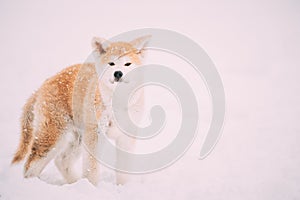 Puppy Of Akita Dog Or Akita Inu, Japanese Akita Standing In Snow At Winter Day. The Akita Is A Large Breed Of Dog