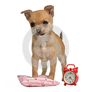Puppy with alarm-clock and pillow