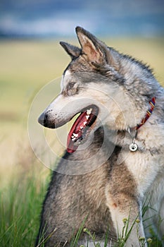 The puppy of alaskan malamute sitting in fields with slip of tongue.