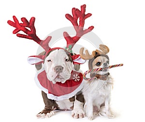 Puppy american bully, chihuahua and christmas