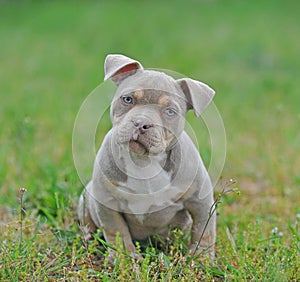 Small puppy of American bully in pocket tipe photo