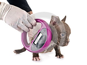 Puppy american bully and microchip