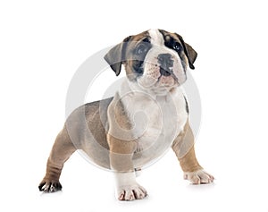 puppy american bully in studio