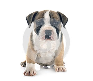 puppy american bully in studio