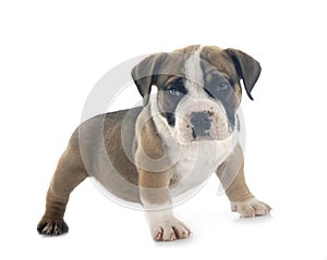 puppy american bully in studio