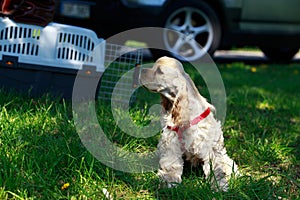 Puppy American Cocker Spaniel