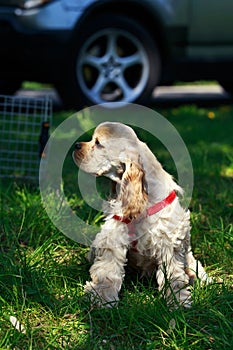 Puppy American Cocker Spaniel