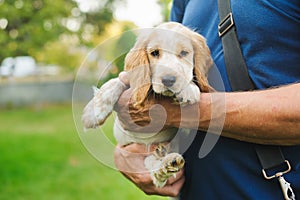 Puppy American Cocker Spaniel