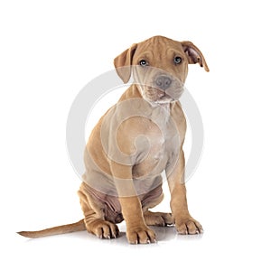 puppy american pit bull terrier with chihuahua