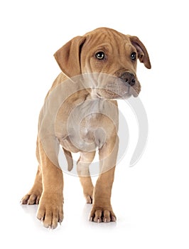 puppy american pit bull terrier with chihuahua photo