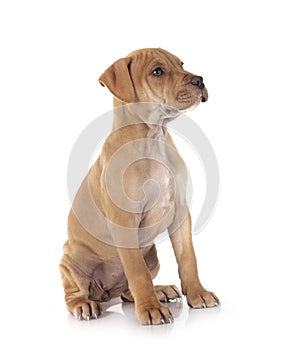 puppy american pit bull terrier with chihuahua photo