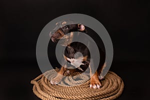 Puppy American Pit Bull Terrier sitt on a jute cord on black background
