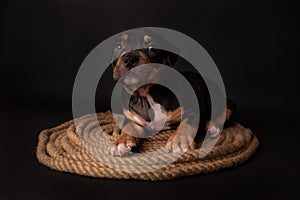 Puppy American Pit Bull Terrier sitt on a jute cord on black background