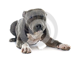 Puppy american staffordshire terrier