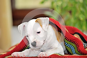 Puppy American Staffordshire Terrier