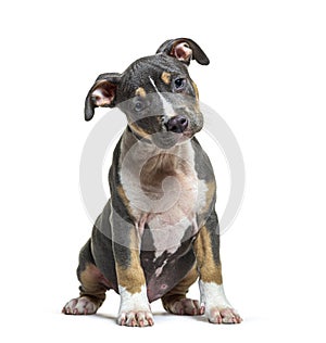 Puppy American Staffordshire terrier sitting in front, amstaff