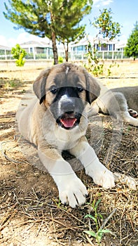 Puppy, Anatolian Shepherd Dog. Close-up portraitâ€¦