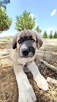 Puppy, Anatolian Shepherd Dog. Close-up portraitâ€¦