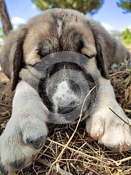 Puppy, Anatolian Shepherd Dog. Close-up portraitâ€¦