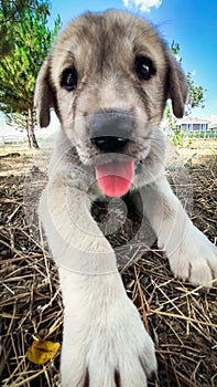 Puppy, Anatolian Shepherd Dog. Close-up portraitâ€¦