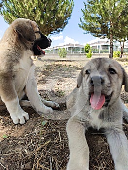 Puppy, Anatolian Shepherd Dog. Playing with his brother in the garden...
