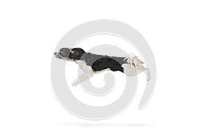 Puppy antics. Cute pretty little cute dog, purebred Cavanese with white-black fur running having fun against white
