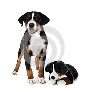 puppy Appenzeller Sennenhund photo
