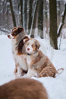 Puppy aussie red Merle and his mother dog tricolor sit side by side in snow in winter park. Charming Australian Shepherds on walk