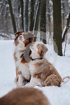 Puppy aussie red Merle and his mother dog tricolor sit side by side in snow in winter park. Charming Australian Shepherds on walk