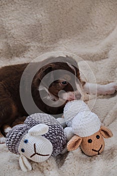 Puppy aussie red tricolor is real shepherd. Dog bites sheep with its teeth. Australian shepherd dog of brown color lies on soft