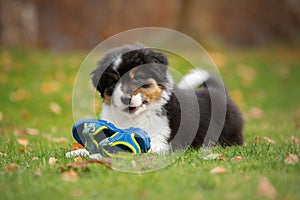 Puppy australian shepherd plays. Pet plays . dog in the yard on the grass